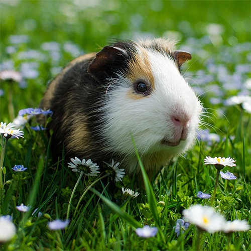 Guinea Pigs